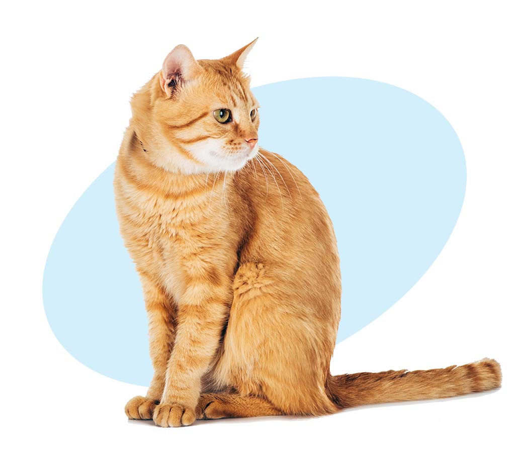 ginger cat seated a cat sitting down after a teeth cleaning using VanVets dental care service for pets