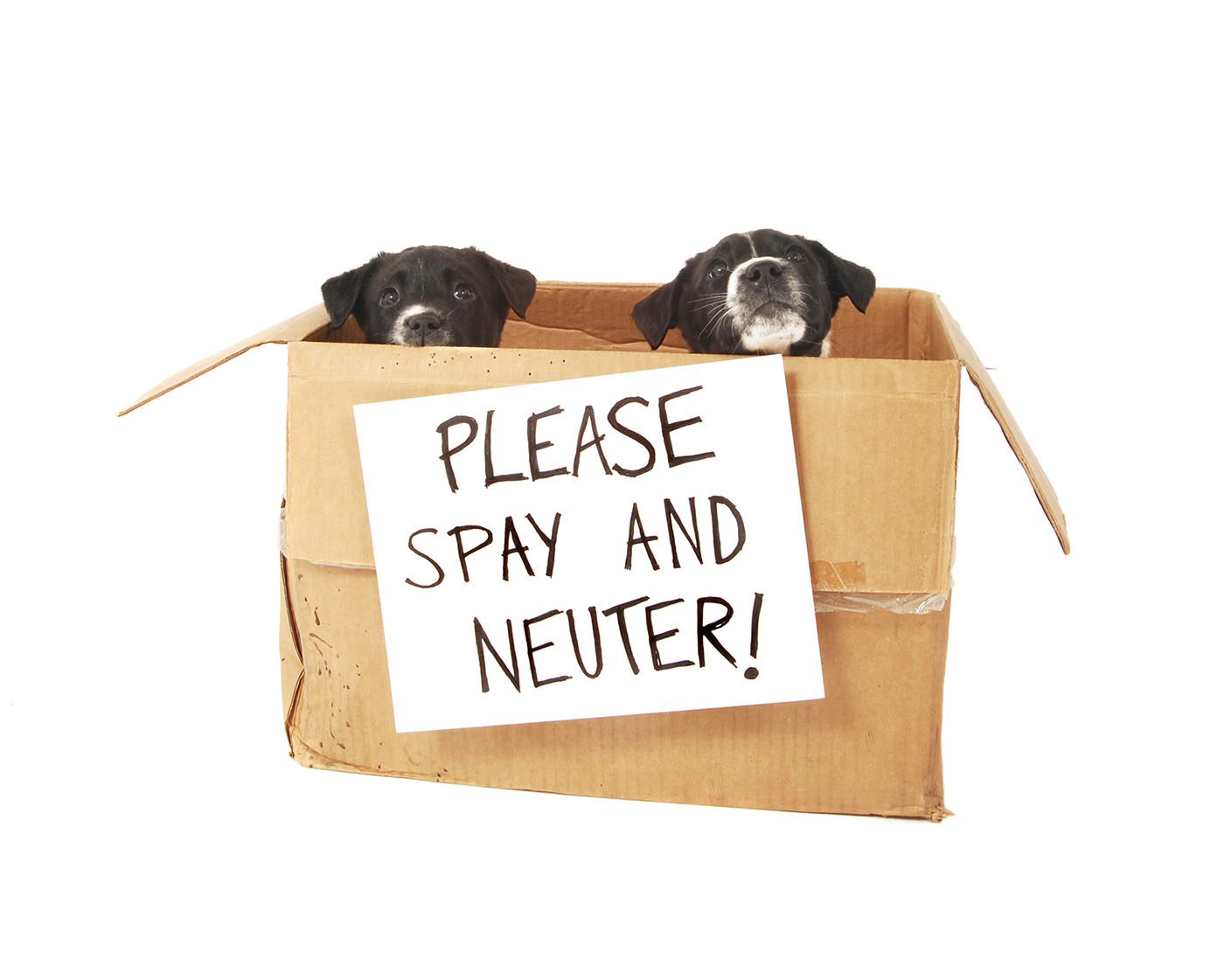 Puppies in a box with Please Spay and Neuter sign Puppies in a cardboard box with a Please Spay and Neuter sign