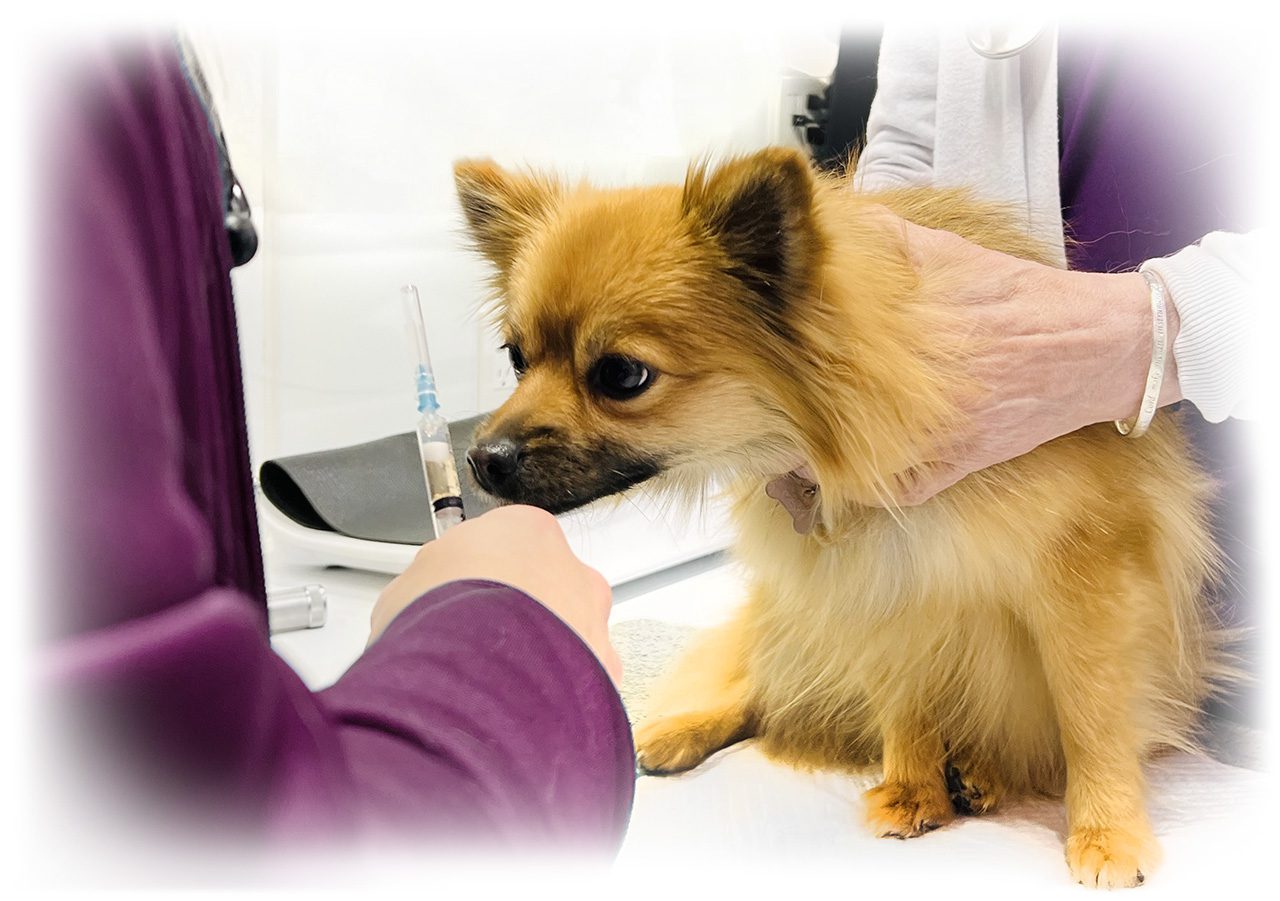 Schedule an Appointment with VANVETS Small dog sniffs a syringe prior to getting a vaccine