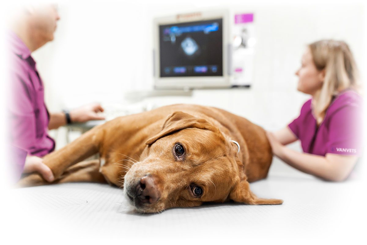 VANVETS offers at-home euthenasia services sick dog being examined on table